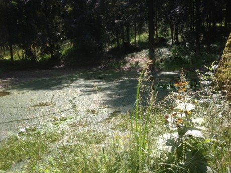 26. Týnišťské šlápoty 22.-23.7.2016 - Leknínové jezírko1